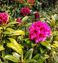 Close-up of pink flowering plant