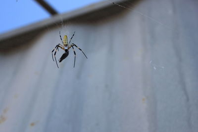 Close-up of insect on glass