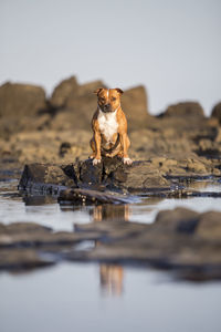 Dog sitting on rock