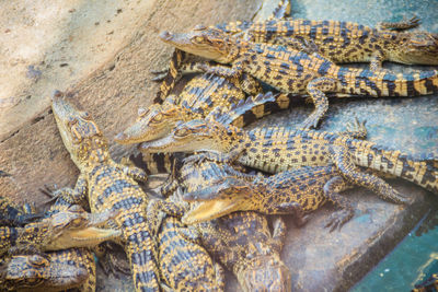 High angle view of crocodile in sea