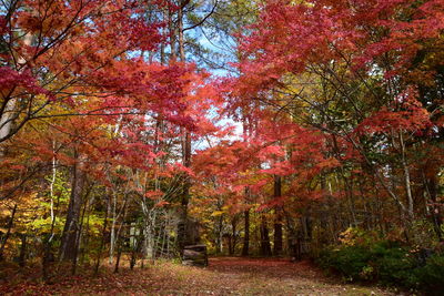 View of trees in forest during autumn