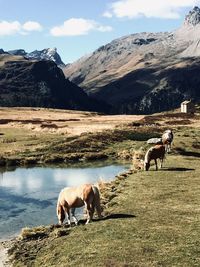 Alp flix free horses at mountains with lake