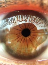 Close-up of human eye