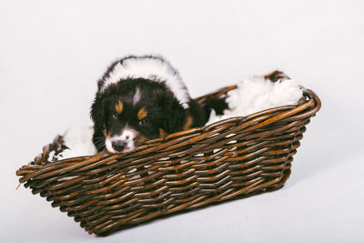 Close-up of puppy against white background