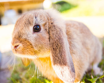 Close-up of squirrel