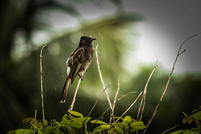 Bird perching on a plant