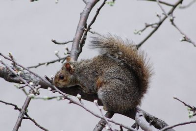 Close-up of squirrel