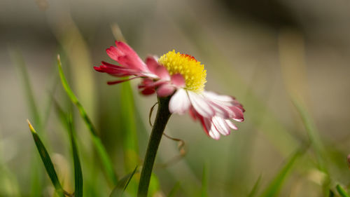 Close-up of pink flower