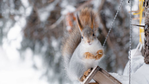 Close-up of squirrel