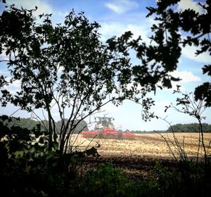 Trees on field against sky