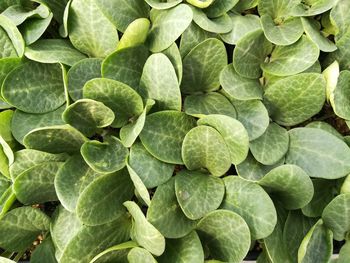 Full frame shot of green leaves