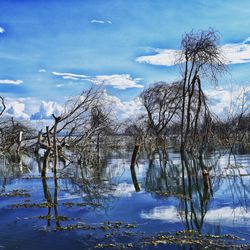 Bare trees in lake after flood