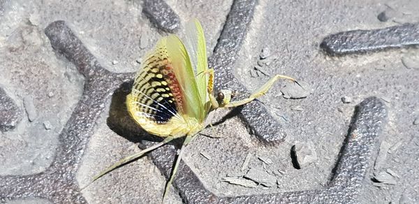 High angle view of butterfly on leaf