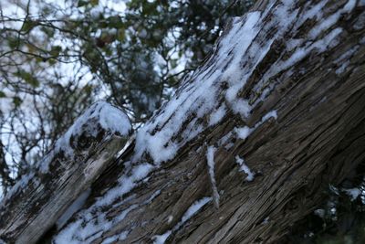 Close-up of tree trunk in winter