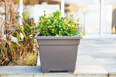 Close-up of potted plant in yard