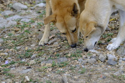 View of dogs on field