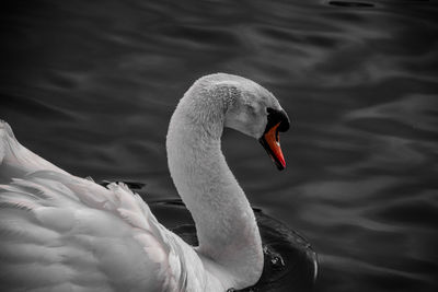 Close-up of swan swimming on lake