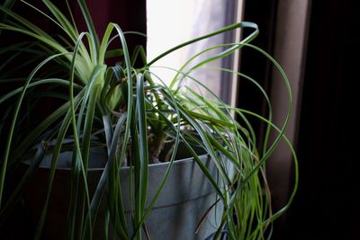 Close-up of potted plant