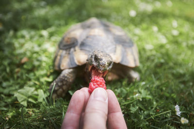 Pet owner giving his turtle ripe raspberry to eat in grass on back yard. 