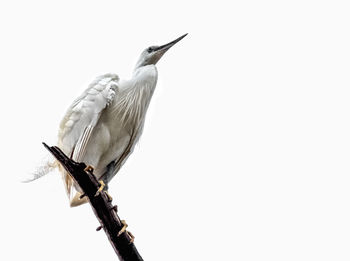 Low angle view of bird perching on branch against clear sky