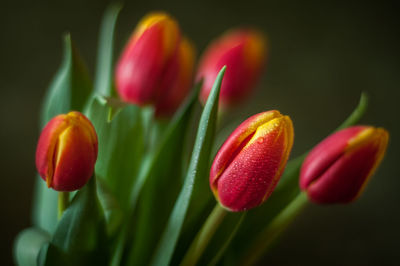 Close-up of red tulip