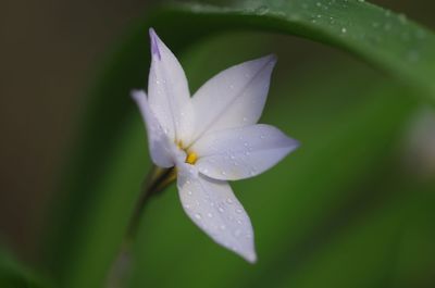 Close-up of flower against blurred background