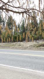 Road along trees