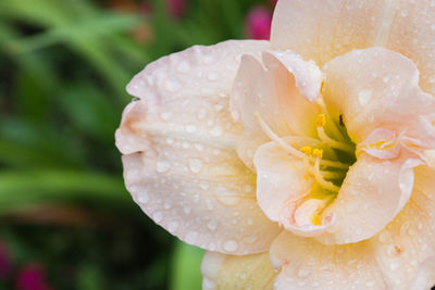 Close-up of wet flower blooming outdoors