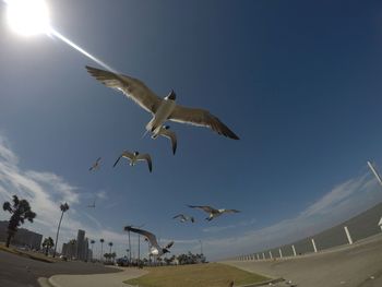 Low angle view of seagulls flying in sky