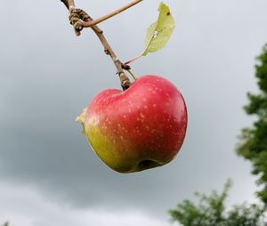 fruit