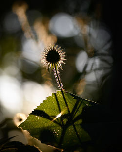 Close-up of flowering plant