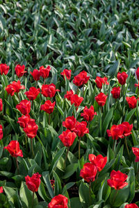 Close-up of red flowering plants on field