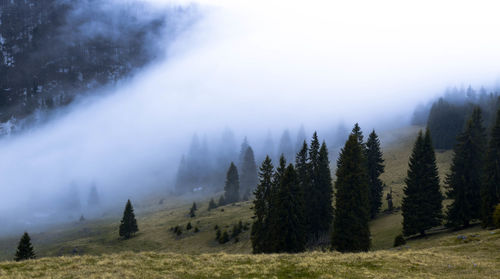 Trees on landscape against sky