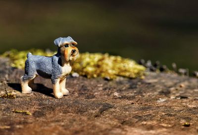 Portrait of dog looking away