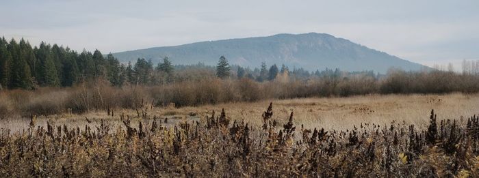 Panoramic shot of trees on field against sky