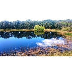 Reflection of trees in calm lake