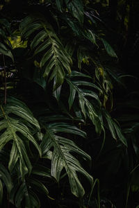 Close-up of fresh green plant