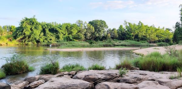 Scenic view of lake in forest against sky