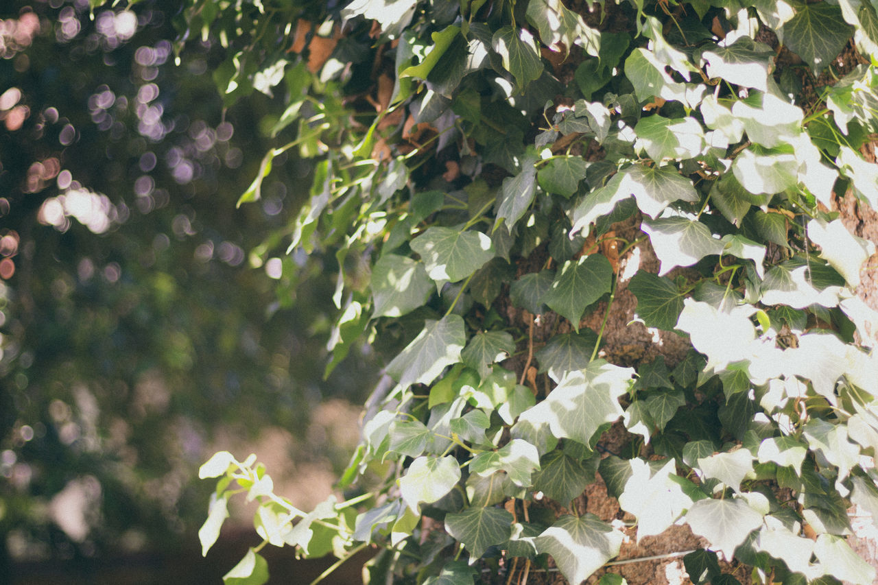 CLOSE-UP OF BERRIES ON TREE