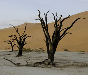 Bare tree in desert against sky