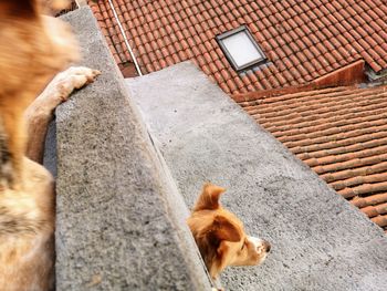 High angle view of a dog on a house