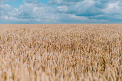 View of stalks in field against cloudy sky