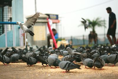 Pigeons on walkway against sky