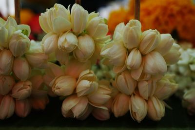 Close-up of white flowering plants