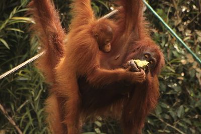 Close-up of monkey eating