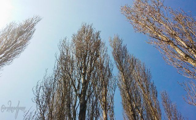 tree, low angle view, clear sky, tranquility, growth, nature, beauty in nature, branch, blue, tranquil scene, scenics, sky, tree trunk, day, outdoors, bare tree, tall - high, no people, copy space, idyllic