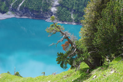 High angle view of trees by lake