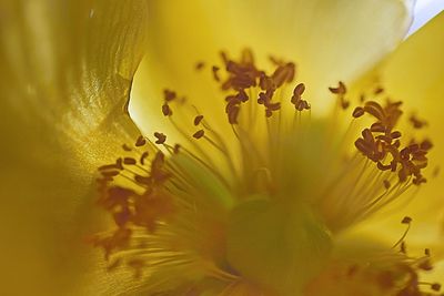 Macro shot of yellow flowering plant