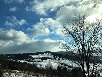 Trees against sky