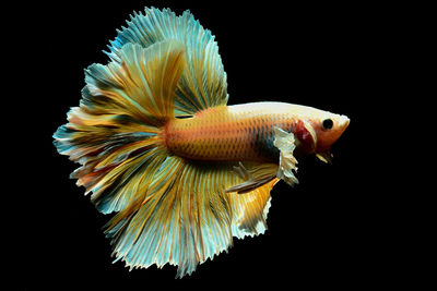 Close-up of fish swimming in sea